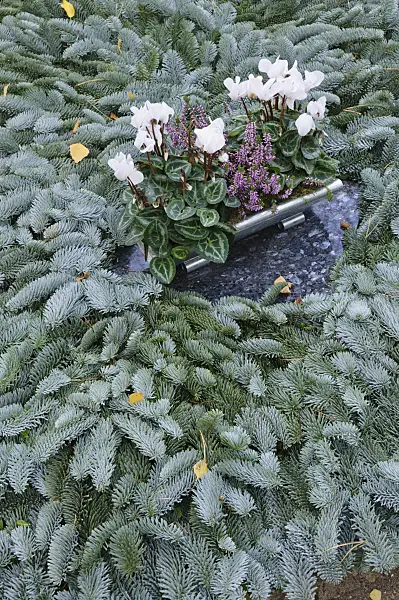 466028 - Persian cyclamen (Cyclamen persicum) on a grave covered with fir branches