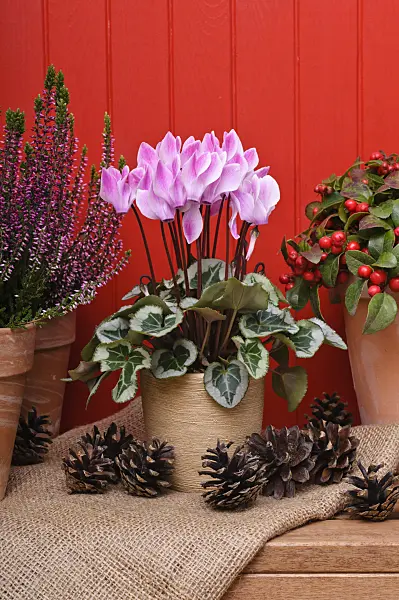 477096 - Persian cyclamen (Cyclamen persicum) with pine apples