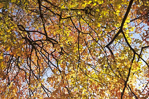 370049 - Persian ironwood (Parrotia persica)