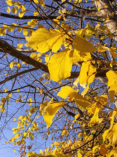 407004 - Persian ironwood (Parrotia persica)