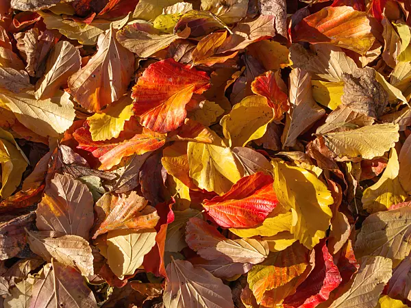 431002 - Persian ironwood (Parrotia persica)