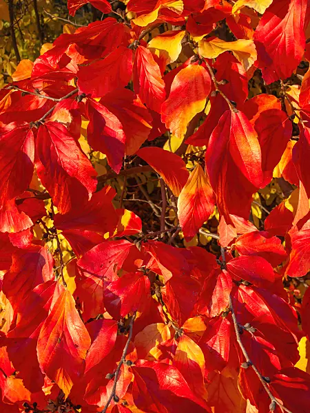 431054 - Persian ironwood (Parrotia persica)
