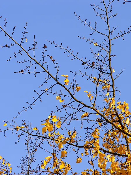 431055 - Persian ironwood (Parrotia persica)