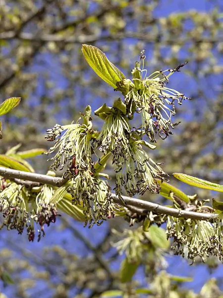 436245 - Persian ironwood (Parrotia persica)