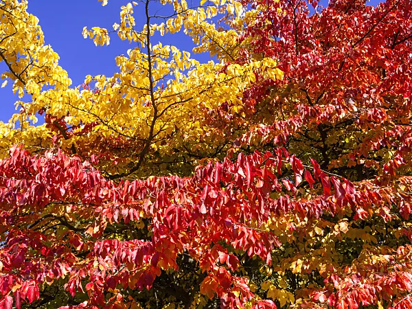 465142 - Persian ironwood (Parrotia persica)