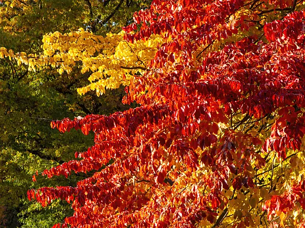 465152 - Persian ironwood (Parrotia persica)