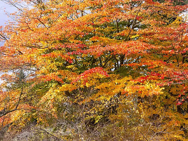 465220 - Persian ironwood (Parrotia persica)