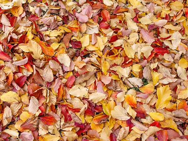 465221 - Persian ironwood (Parrotia persica)