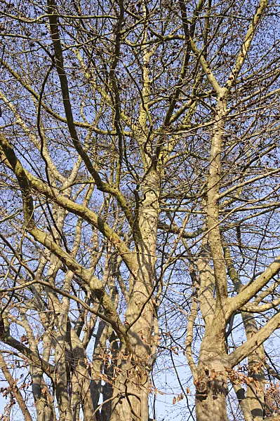 467072 - Persian ironwood (Parrotia persica)