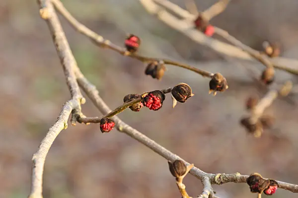 467092 - Persian ironwood (Parrotia persica)