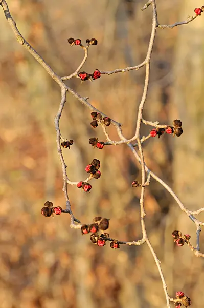 467093 - Persian ironwood (Parrotia persica)