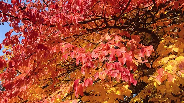 502037 - Persian ironwood (Parrotia persica)