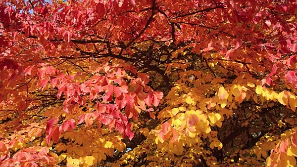 502038 - Persian ironwood (Parrotia persica)