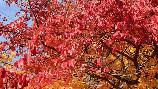 502039 - Persian ironwood (Parrotia persica)