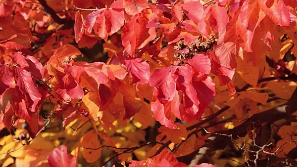 502040 - Persian ironwood (Parrotia persica)
