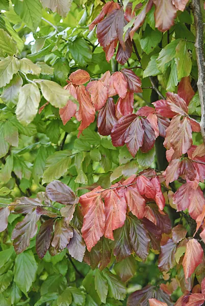 502301 - Persian ironwood (Parrotia persica)