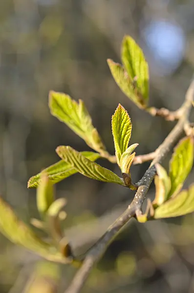 507038 - Persian ironwood (Parrotia persica)
