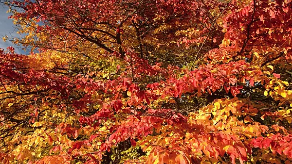 513122 - Persian ironwood (Parrotia persica)
