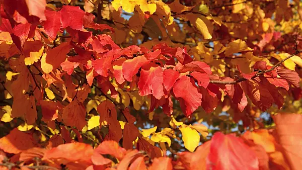 513123 - Persian ironwood (Parrotia persica)