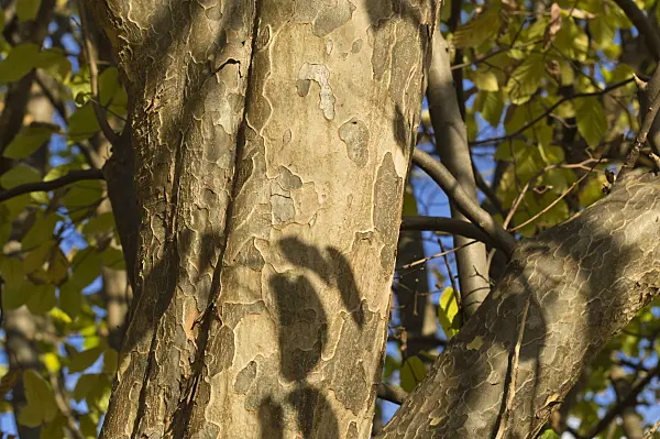 514022 - Persian ironwood (Parrotia persica)