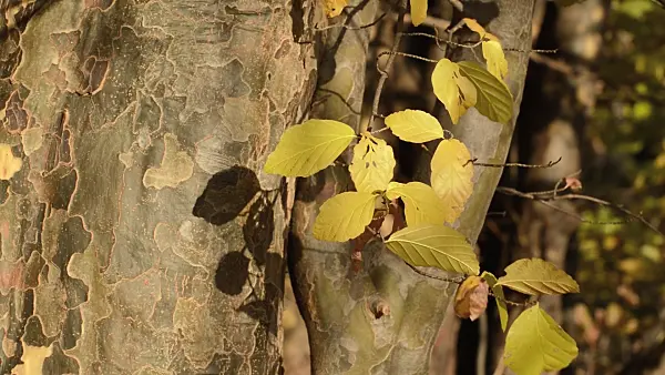514034 - Persian ironwood (Parrotia persica)