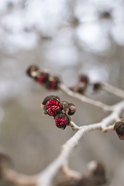 516009 - Persian ironwood (Parrotia persica)