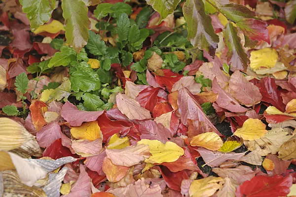 517208 - Persian ironwood (Parrotia persica)