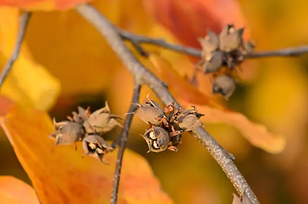 525221 - Persian ironwood (Parrotia persica)