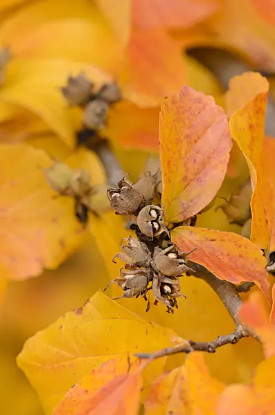 525222 - Persian ironwood (Parrotia persica)