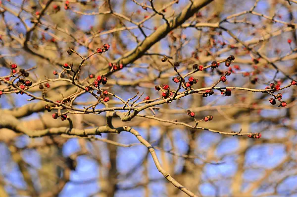 551039 - Persian ironwood (Parrotia persica)