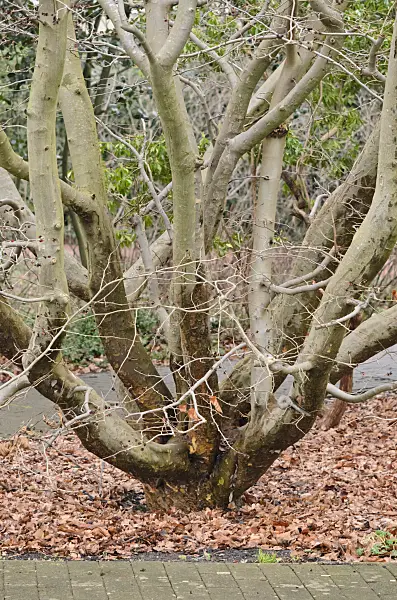 553021 - Persian ironwood (Parrotia persica)