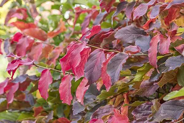 625289 - Persian ironwood (Parrotia persica)