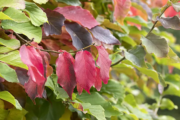 651421 - Persian ironwood (Parrotia persica)