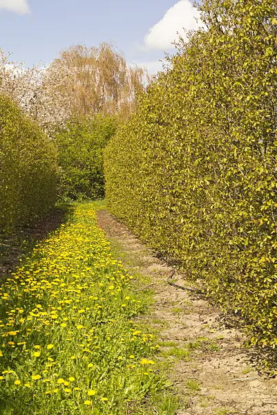 556086 - Persian ironwood (Parrotia persica) and dandelion (Taraxacum)