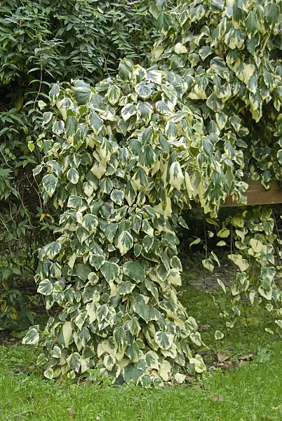 502214 - Persian ivy (Hedera colchica 'Dentata Variegata')