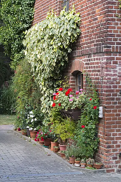 536199 - Persian ivy (Hedera colchica 'Dentata Variegata') and pelargoniums (Pelargonium) in front of a brick wall