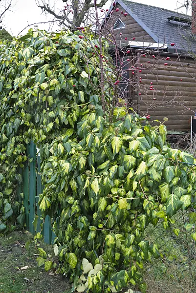 551010 - Persian ivy (Hedera colchica 'Sulphur Heart')