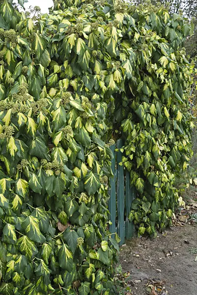 597027 - Persian ivy (Hedera colchica 'Sulphur Heart')