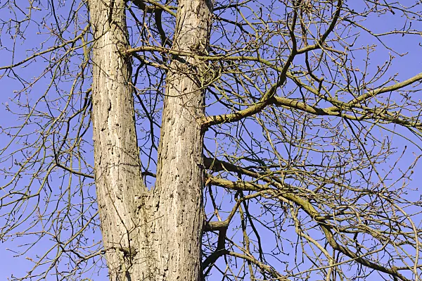 492011 - Persian oak (Quercus macranthera)