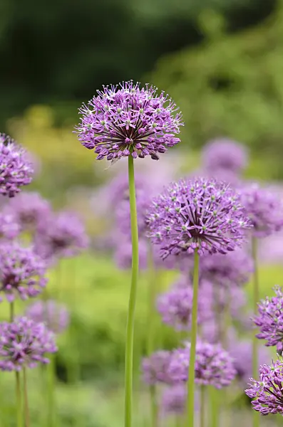 520292 - Persian shallot (Allium stipitatum)
