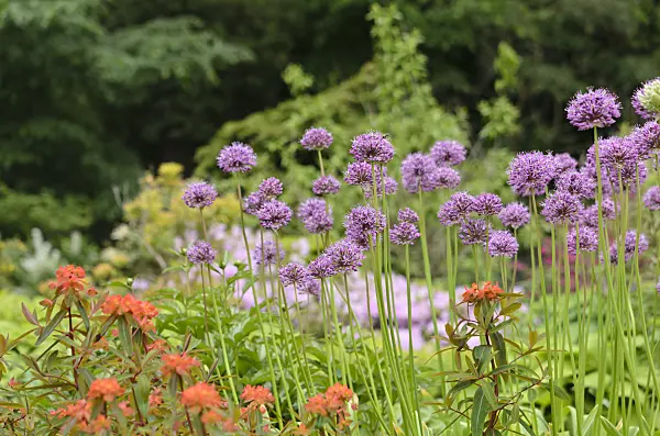 520293 - Persian shallot (Allium stipitatum)