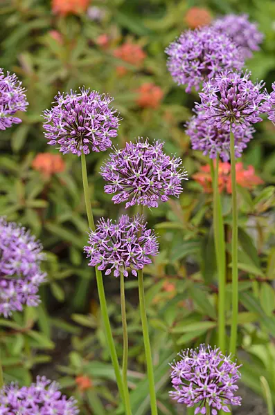 520294 - Persian shallot (Allium stipitatum)