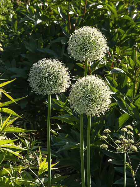 460150 - Persian shallot (Allium stipitatum 'Mont Blanc')