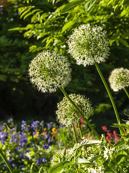 460151 - Persian shallot (Allium stipitatum 'Mount Everest')