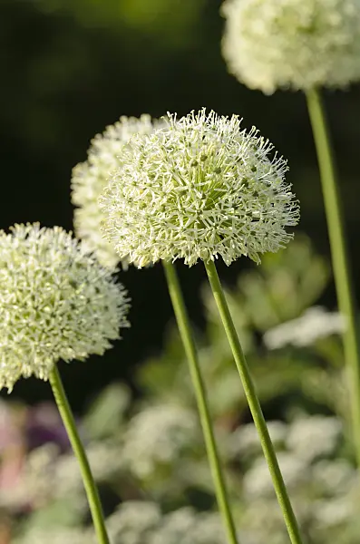 496092 - Persian shallot (Allium stipitatum 'Mount Everest')