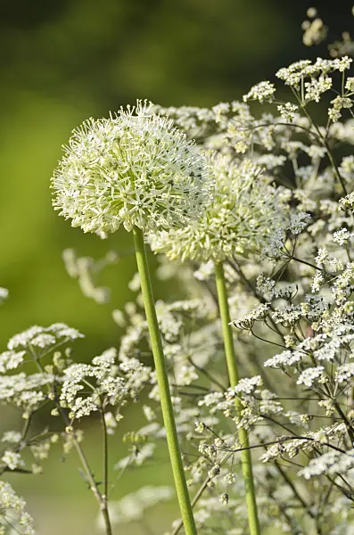 496091 - Persian shallot (Allium stipitatum 'Mount Everest') and wild chervil (Anthriscus sylvestris 'Ravenswing')