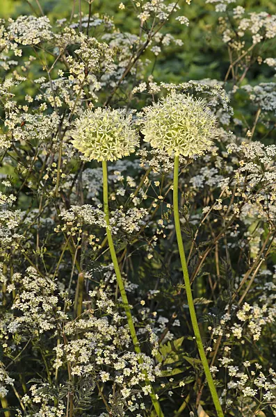496106 - Persian shallot (Allium stipitatum 'Mount Everest') and wild chervil (Anthriscus sylvestris 'Ravenswing')