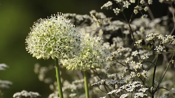 496125 - Persian shallot (Allium stipitatum 'Mount Everest') and wild chervil (Anthriscus sylvestris 'Ravenswing')