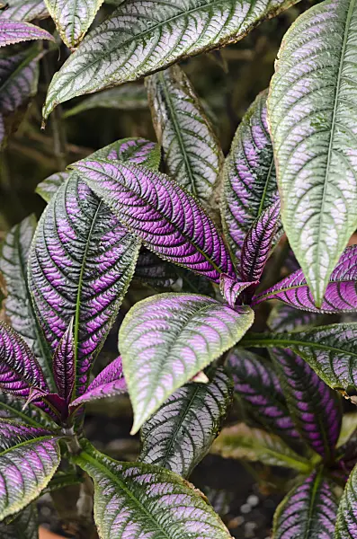 534494 - Persian shield (Strobilanthes dyeriana)