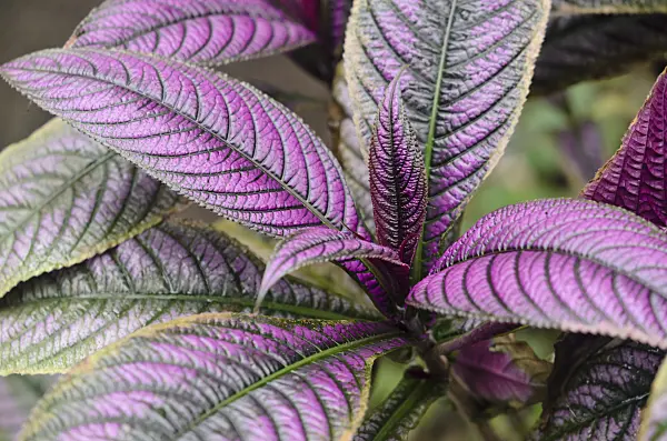 534495 - Persian shield (Strobilanthes dyeriana)